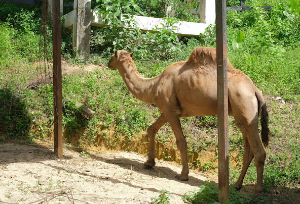 mini-zoo-kuala-krai-1